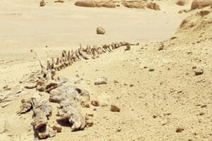 Fayoum Day Trip from Cairo