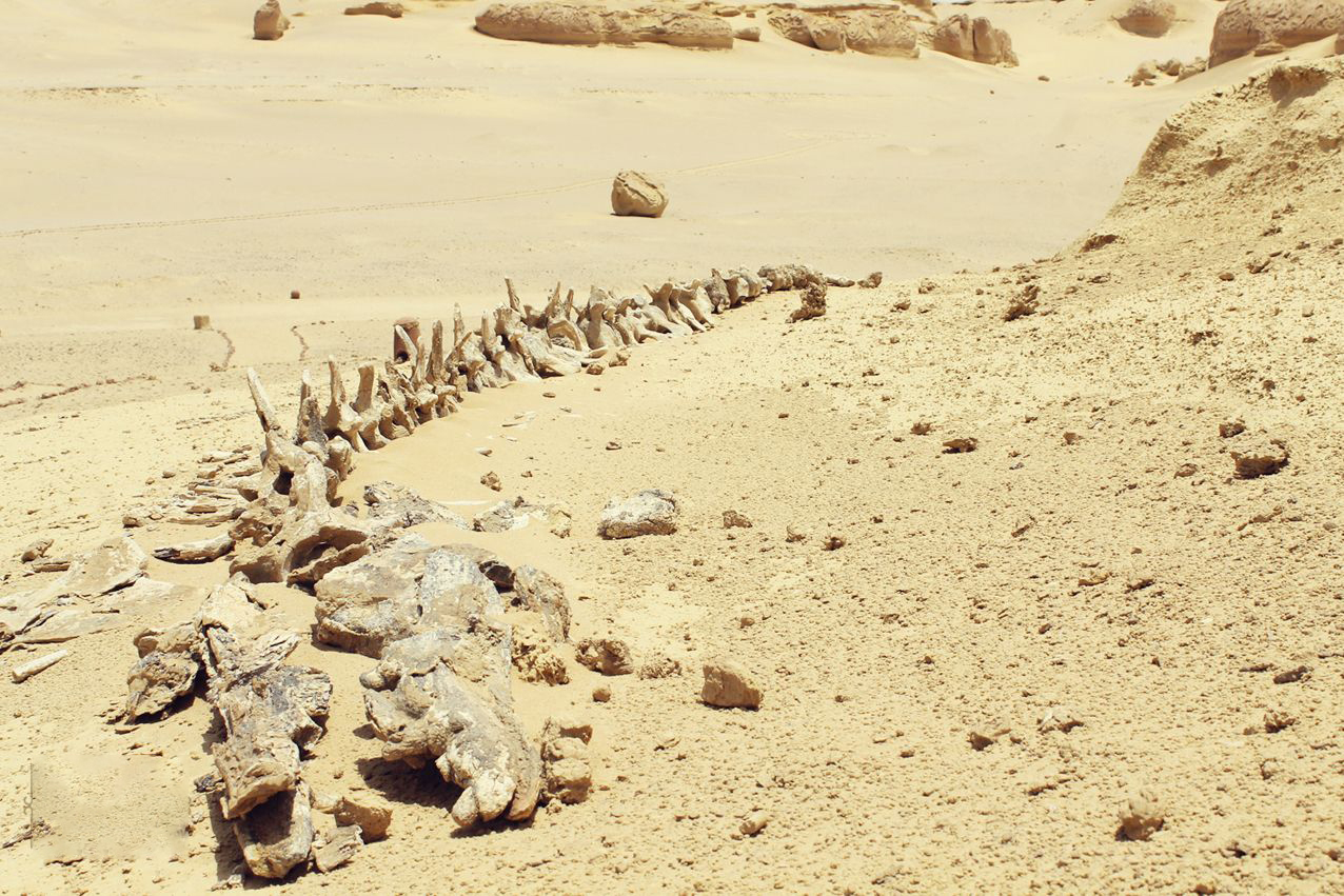 Fayoum Day Trip from Cairo